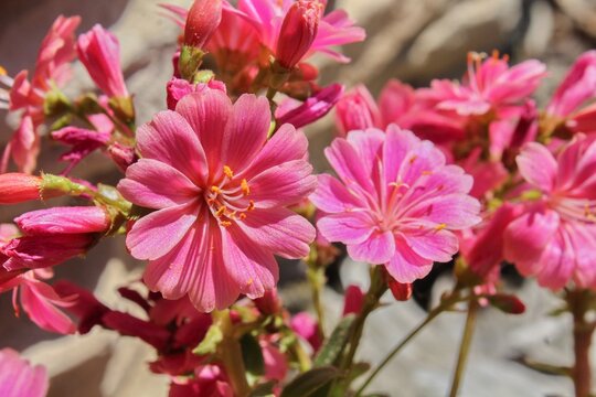 A beautiful isolated image of the pink flowers of the Lewisia cotyledo