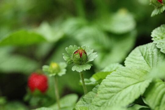 Potentilla indica known commonly as mock strawberry - Indian-strawberry or false strawberry - Immature fruit