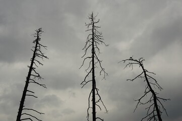 Three dry trees