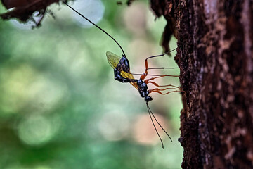 Holzschlupfwespe , Holzwespen-Schlupfwespe , Riesenholzwespen-Schlupfwespe ( Rhyssa persuasoria ) bei der Eiablage.