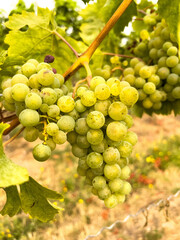 grapes on vine