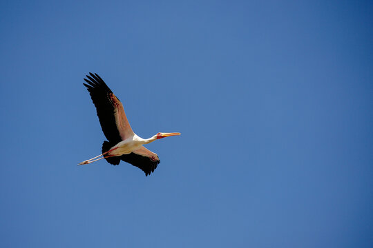 Nimmersatt Bilder Durchsuchen 3,130 Archivfotos, und