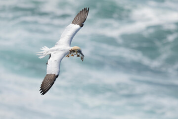 Northern gannet at Orkney islands