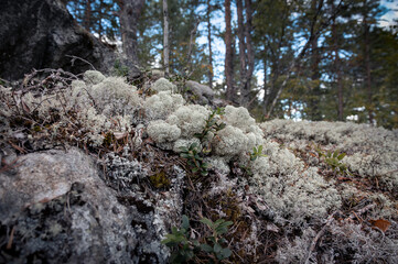 Closeup low level view of moss and lingonberry bushes on stones in the forest Karelia Russia