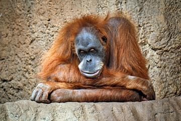 Sumatra-Orang-Utan ( Pongo abelii ).