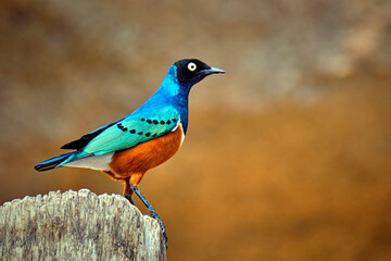 Dreifarben-Glanzstar ( Lamprotornis superbus ).