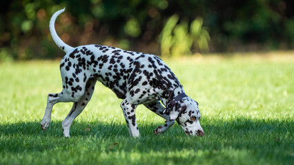 dalmatian in the grass
