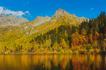 Birches with yellow foliage on the shore of a mountain lake