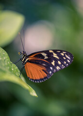 A black white orange butterfly (Tithorea tarricina)