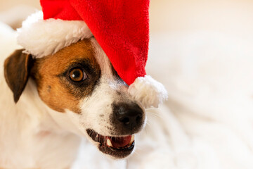 funny jack russell terrier in santa claus hat. family christmas
