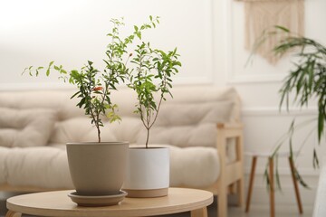Young potted pomegranate trees on wooden table indoors, space for text