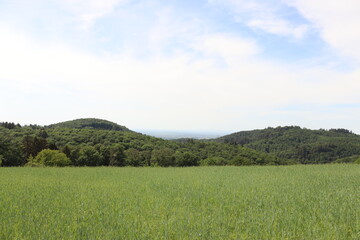 Beautiful landscape with clouds, trees and grass
