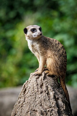Erdmännchen ( Suricata suricatta ).