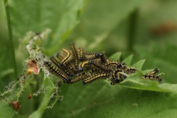 Many caterpillars sitting on a stinging nettle leaf with green background