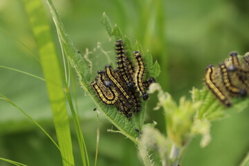 Many caterpillars sitting on a stinging nettle leaf with green background