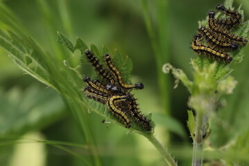 Many caterpillars sitting on a stinging nettle leaf with green background