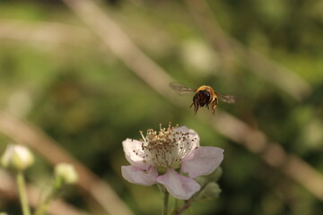 Bee on a flower with green background