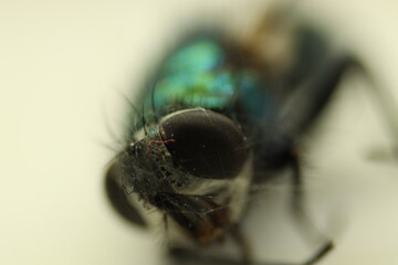 Macro of a fly