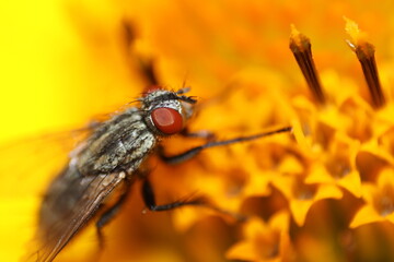 Macro of a fly