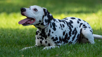dalmatian on the grass