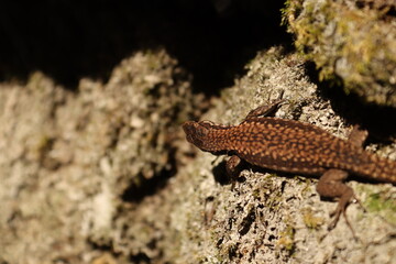 Close up of an lizard sitting on the ground