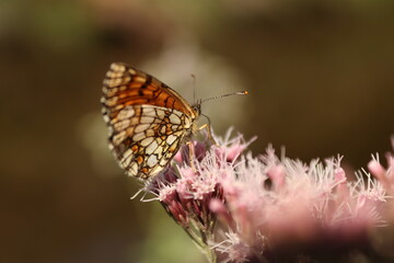 Sitting butterfly on a plant with green and brown background