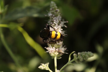 Close up of a wasp sitting on a flower
