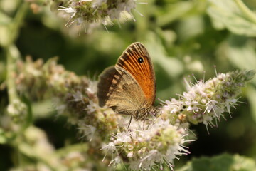 Sitting butterfly on a plant with green and brown background