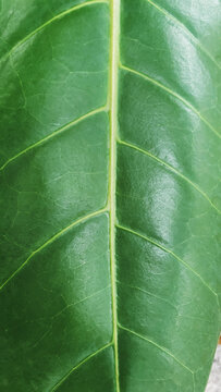Close up of a green tropical with natural pattern