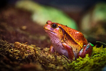 Tomatenfrosch ( Dyscophus antongilii ).