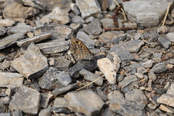 Sitting butterfly on the ground