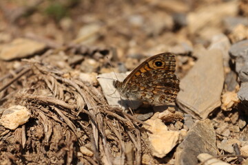 Sitting butterfly on the ground