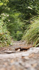 Fototapeta premium Small path with green and brown background