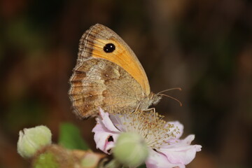 Sitting butterfly on a plant with green and brown background