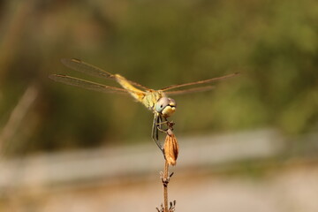 Sitting brown and yellow dragonfly on a stick