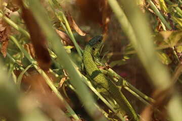 Close up of an lizard sitting on the ground