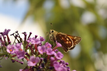 Sitting butterfly on a plant with green and brown background