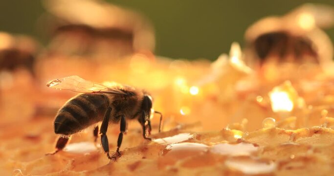 Honey bees working on honeycombs, close-up, selective focus. Life inside the hive.
