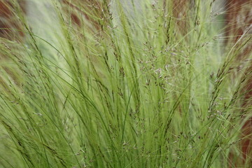 Stipa tenuissima Pony Tails - Shining silvery panicles with long awns, soft fine, hair-like leaves.
