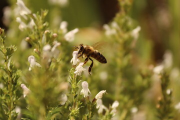 Flying bee on white flowers with green background