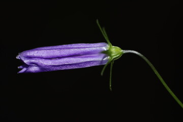 Pink flower with dark background