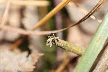 Sitting spider on a plant