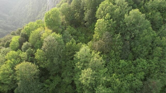 aerial shot forest