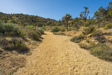 hiking the west side loop trail in black rock canyon, joshua tree national park, usa