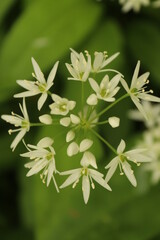 White flowers with green background