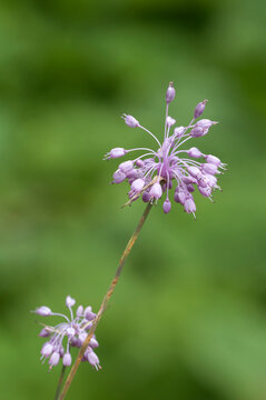 Flowers of Uludag onion (Allium olympicum)