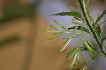Flor de árbol dama de noche