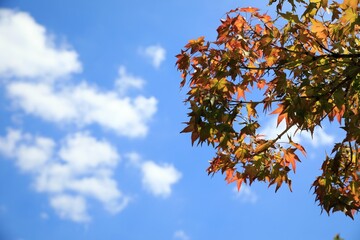풍경 - 하늘과 단풍잎