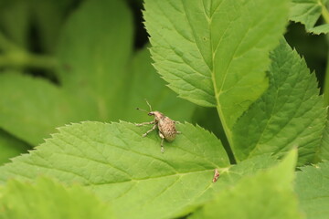 Sitting insect on a plant