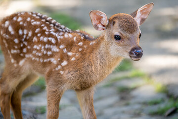 奈良-【奈良公園（飛火野）の鹿】